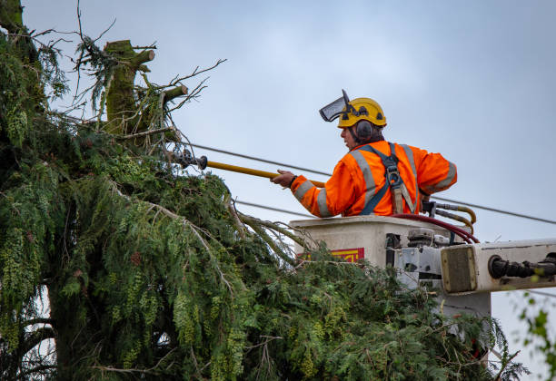 Trusted Sparta, WI Tree Services Experts